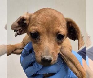Chihuahua Dogs for adoption in Bakersfield, CA, USA