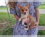 Small #1 Pembroke Welsh Corgi