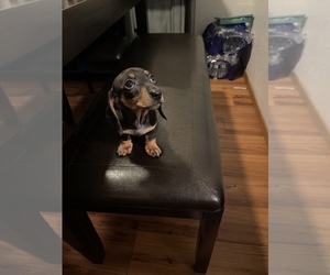 Dachshund Puppy for sale in MODESTO, CA, USA