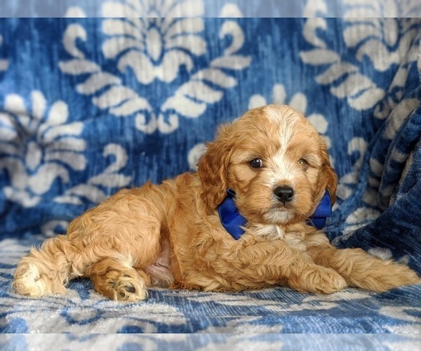 Medium Photo #3 Cavapoo Puppy For Sale in QUARRYVILLE, PA, USA
