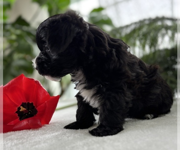 Medium Photo #8 Morkie Puppy For Sale in ROCK STREAM, NY, USA