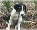 Small Treeing Walker Coonhound Mix