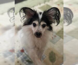 Papillon Dogs for adoption in Woodland Hills, CA, USA