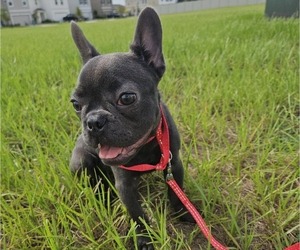 French Bulldog Puppy for sale in WEST PALM BEACH, FL, USA