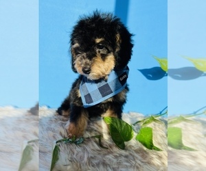 Poodle (Toy) Puppy for sale in LANCASTER, SC, USA