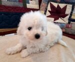 Puppy Male puppy 1 Bichon Frise