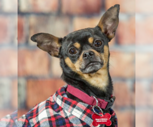 Chihuahua-Unknown Mix Dogs for adoption in Farmington, MN, USA