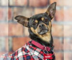 Small Photo #1 Chihuahua-Unknown Mix Puppy For Sale in Farmington, MN, USA