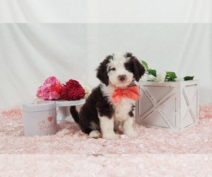 Aussie-Poo-Aussiedoodle Mix Puppy for sale in COLLEGE STA, TX, USA