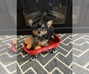 Yorkshire Terrier Puppy for sale in BLAND, MO, USA