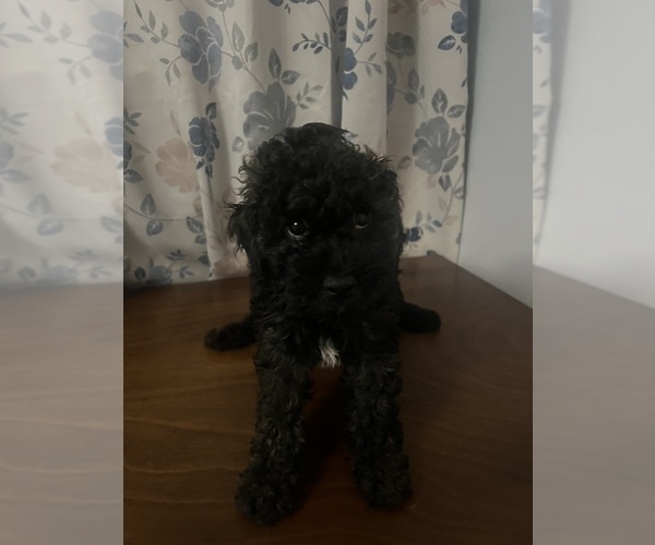 Medium Photo #25 Cockapoo Puppy For Sale in DURHAM, CT, USA
