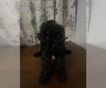 Small #24 Cockapoo