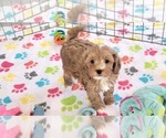 Small #8 Cavapoo (Miniature)-Poodle (Toy) Mix
