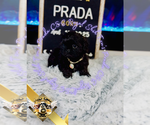 Small #1 Shih Tzu