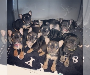 French Bulldog Puppy for sale in FRESNO, CA, USA