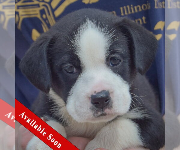 Medium Photo #1 American Bulldog-Unknown Mix Puppy For Sale in Huntley, IL, USA