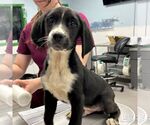 Small #4 Border Collie Mix