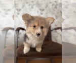 Puppy Winnie American Corgi