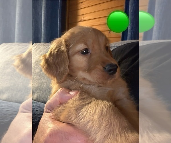 Medium Photo #4 Golden Retriever Puppy For Sale in EAST HAMPTON, CT, USA