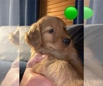 Small #3 Golden Retriever