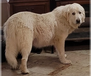 Mother of the Great Pyrenees puppies born on 04/19/2021