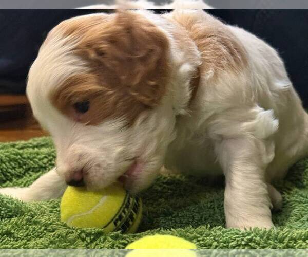 Medium Photo #9 Golden Mountain Doodle  Puppy For Sale in JIM FALLS, WI, USA