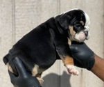 Small Photo #7 English Bulldog Puppy For Sale in PALMDALE, CA, USA