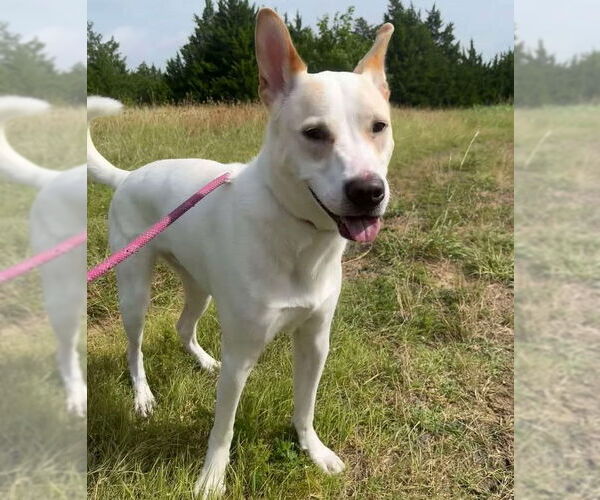 Medium Photo #8 Mutt Puppy For Sale in McKinney, TX, USA