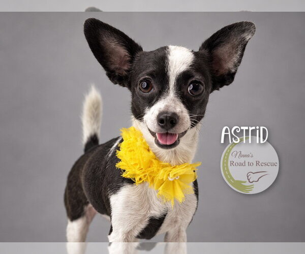 Medium Photo #2 Chihuahua Puppy For Sale in Benton, LA, USA