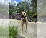 Small #7 Black Mouth Cur Mix