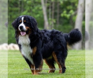 Father of the Bernese Mountain Dog puppies born on 07/09/2025