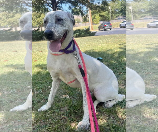 Medium Photo #8 Labrador Retriever-Unknown Mix Puppy For Sale in Munford, TN, USA