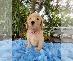 Goldendoodle Puppy for sale in KISSIMMEE, FL, USA