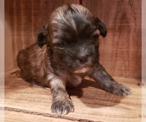 Mal-Shi Puppy for sale in PINK HILL, NC, USA
