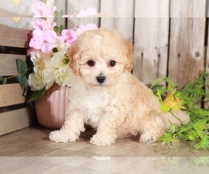 Poochon Puppy for sale in MOUNT VERNON, OH, USA