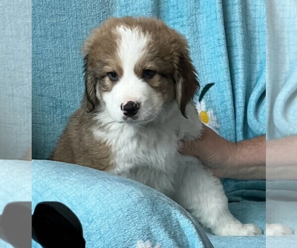 Medium Photo #2 Great Bernese Puppy For Sale in SPRINGFIELD, OH, USA