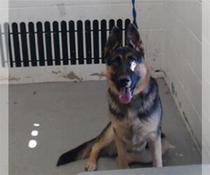 German Shepherd Dog Dogs for adoption in San Bernardino, CA, USA