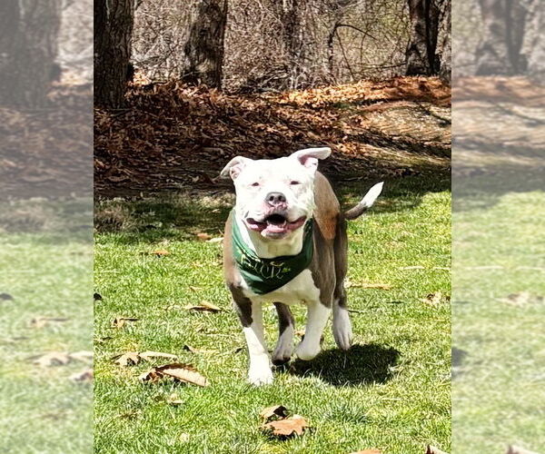 Medium Photo #5 American Pit Bull Terrier-Unknown Mix Puppy For Sale in Spring Lake, NJ, USA