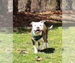 Small #4 American Pit Bull Terrier Mix