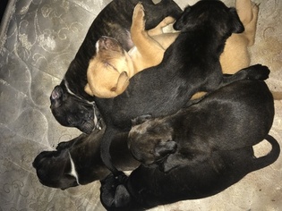 American Staffordshire Terrier Puppy for sale in CARBONDALE, PA, USA