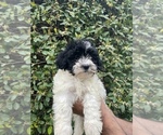Small Photo #1 Poodle (Toy) Puppy For Sale in PLANO, TX, USA