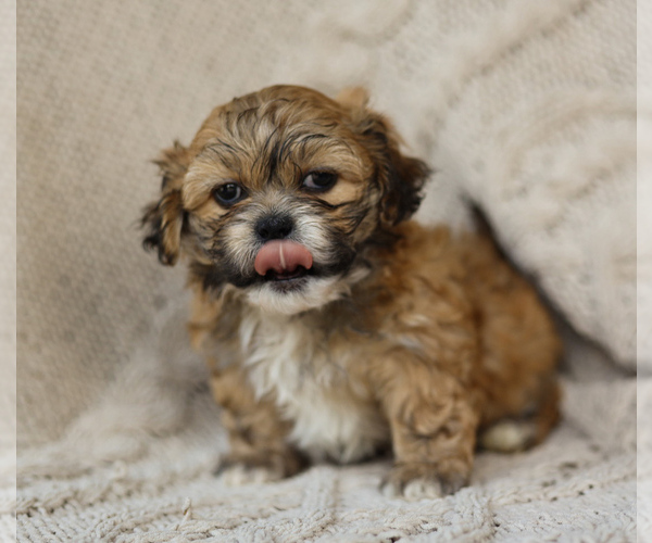 Medium Photo #5 Zuchon Puppy For Sale in HOUSE SPRINGS, MO, USA