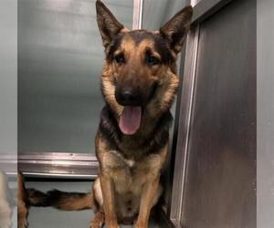 German Shepherd Dog-Unknown Mix Dogs for adoption in Moreno Valley, CA, USA