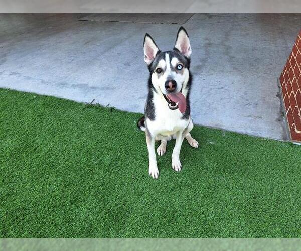 Medium Photo #2 Siberian Husky-Unknown Mix Puppy For Sale in Grand Prairie, TX, USA