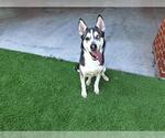 Small #1 Siberian Husky Mix