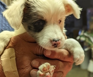 Miniature Australian Shepherd Puppy for sale in PLATTEVILLE, CO, USA