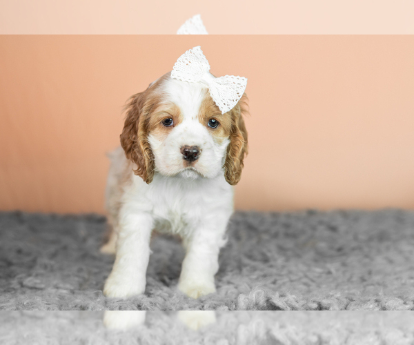 Medium Photo #4 Cocker Spaniel Puppy For Sale in NAPPANEE, IN, USA
