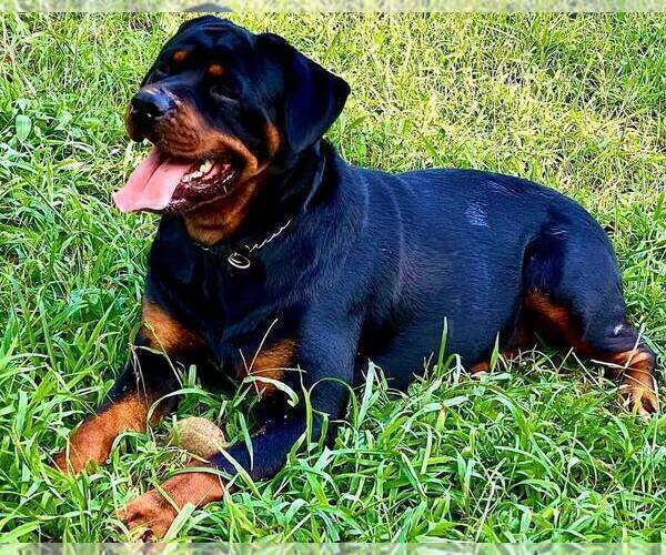 Medium Photo #1 Black Russian Terrier Puppy For Sale in S CHARLESTON, WV, USA