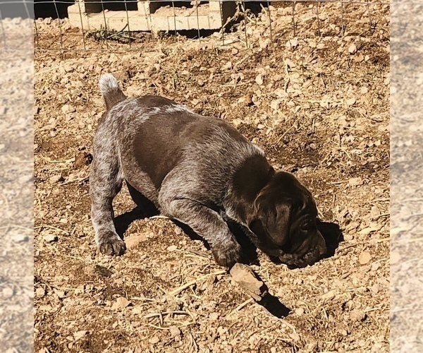 Medium Photo #15 German Shorthaired Pointer Puppy For Sale in FLORISSANT, CO, USA