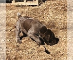 Small Photo #15 German Shorthaired Pointer Puppy For Sale in FLORISSANT, CO, USA